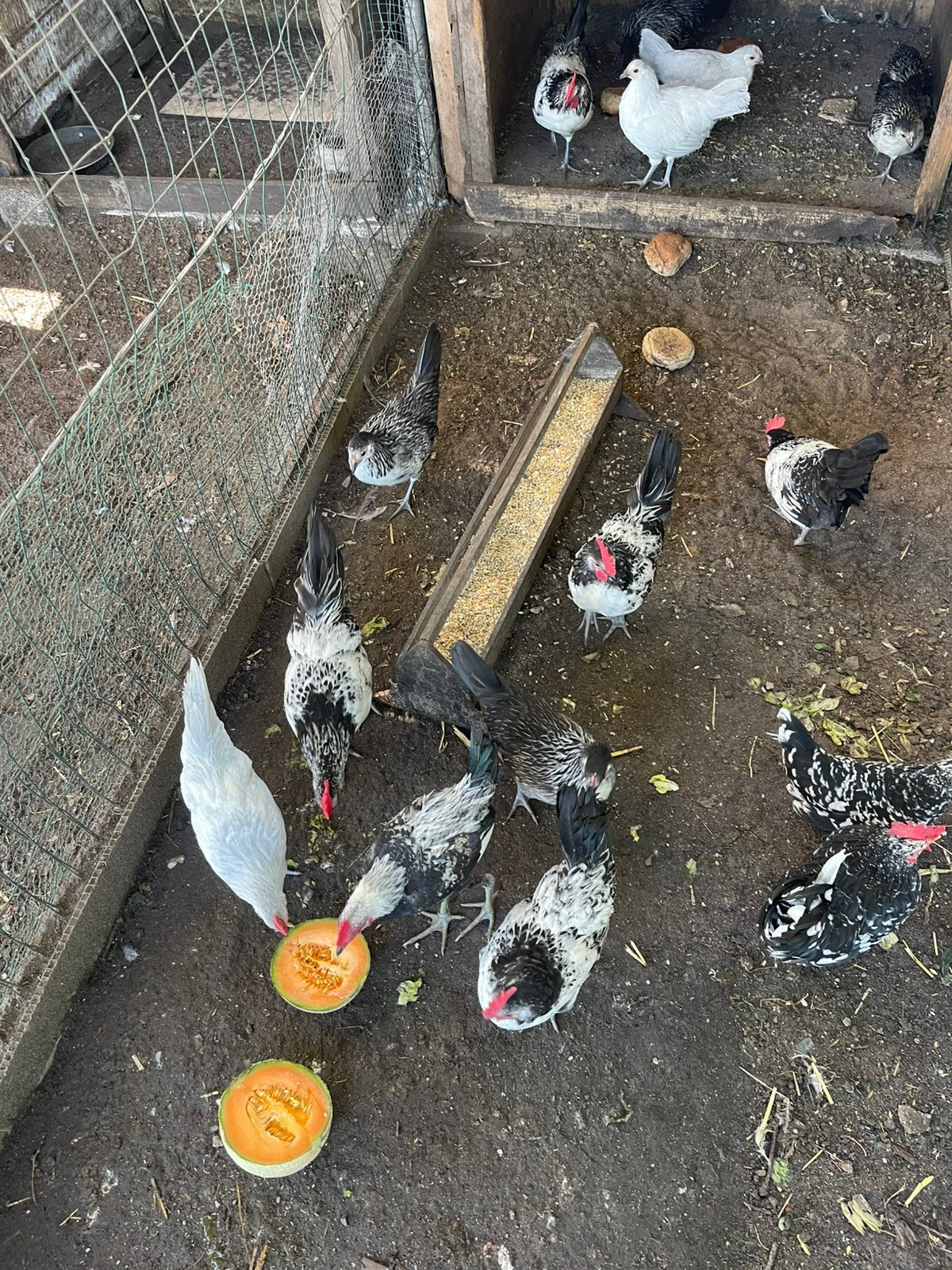 Trio Bassette kriel 1haan en 2 hennen raszuiver, Dieren en Toebehoren, Pluimvee, Meerdere dieren, Kip