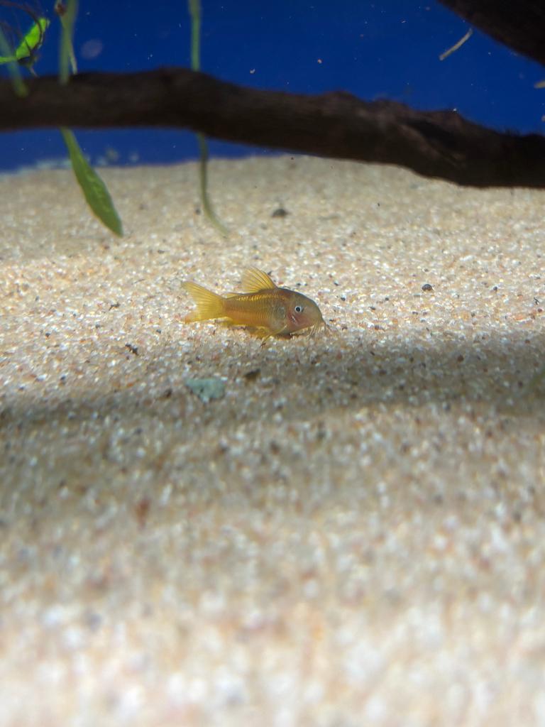 Corydoras Gold stripe (5x voor €45), Vis, Zoetwatervis