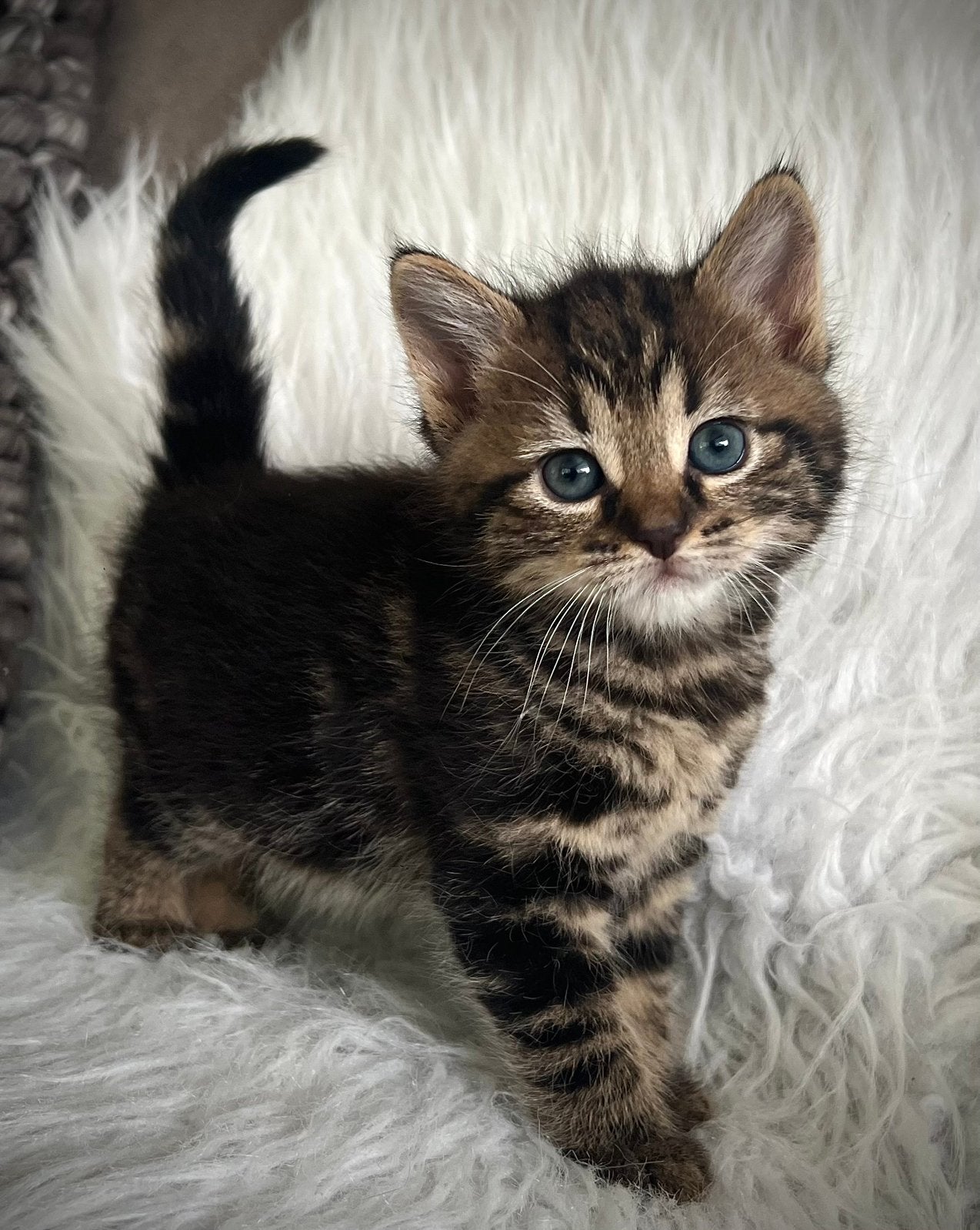 Lieve kittens, Dieren en Toebehoren, Katten en Kittens | Overige Katten, Meerdere dieren, Kortharig, 0 tot 2 jaar