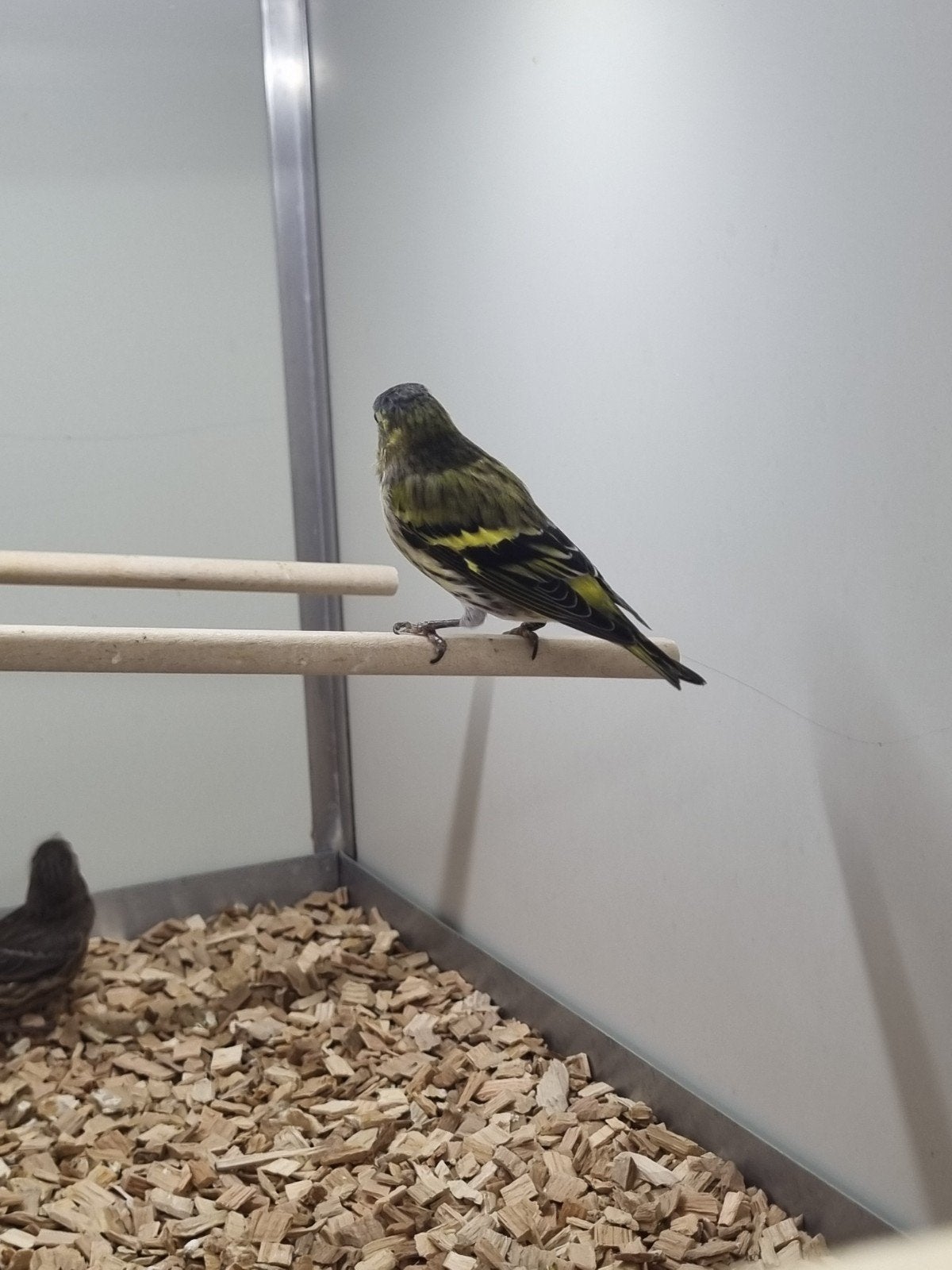 europese sijs man, Dieren en Toebehoren, Mannelijk