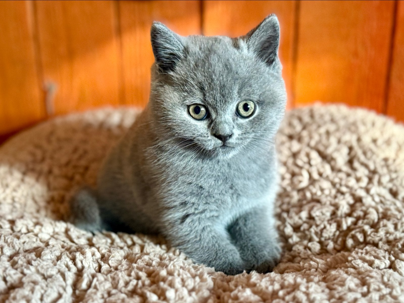 Rasechte Britse Korthaar kittens, Meerdere dieren, Met stamboom, 0 tot 2 jaar