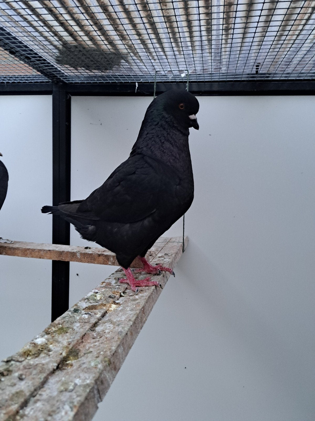 Te koop Zwarte King duif, Dieren en Toebehoren, Mannelijk, Overige soorten