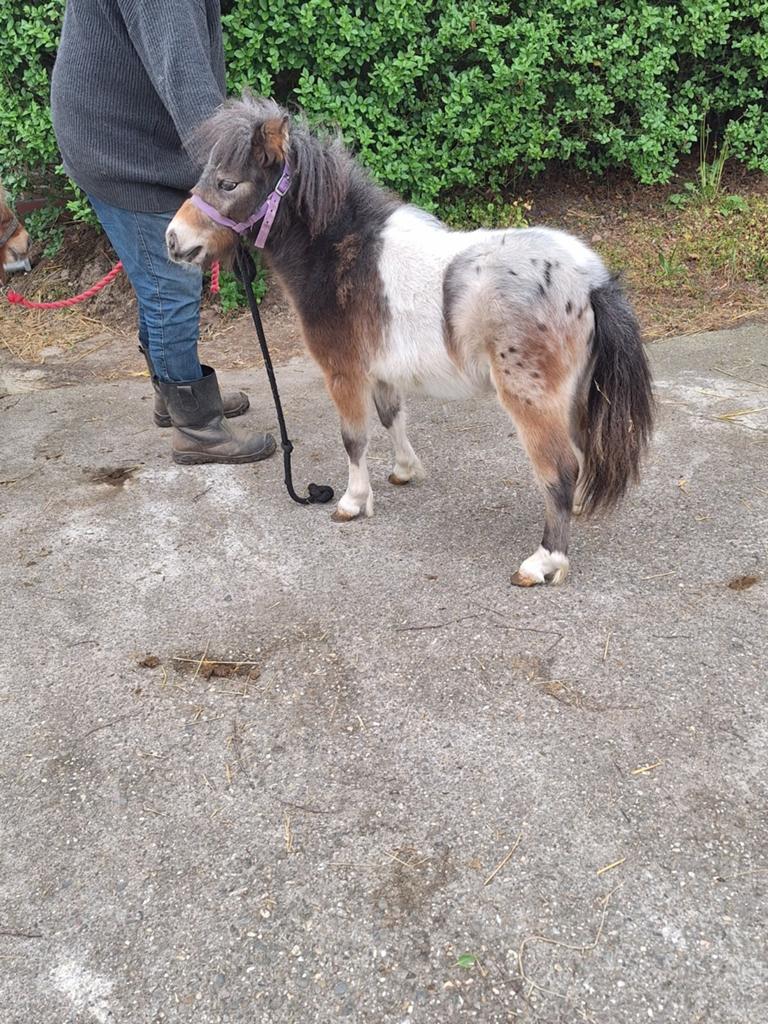Mini paardje hengstje jaarling, Dieren en Toebehoren, Pony's, Hengst, A pony (tot 1.17m), Recreatiepony, 0 tot 2 jaar, Gechipt