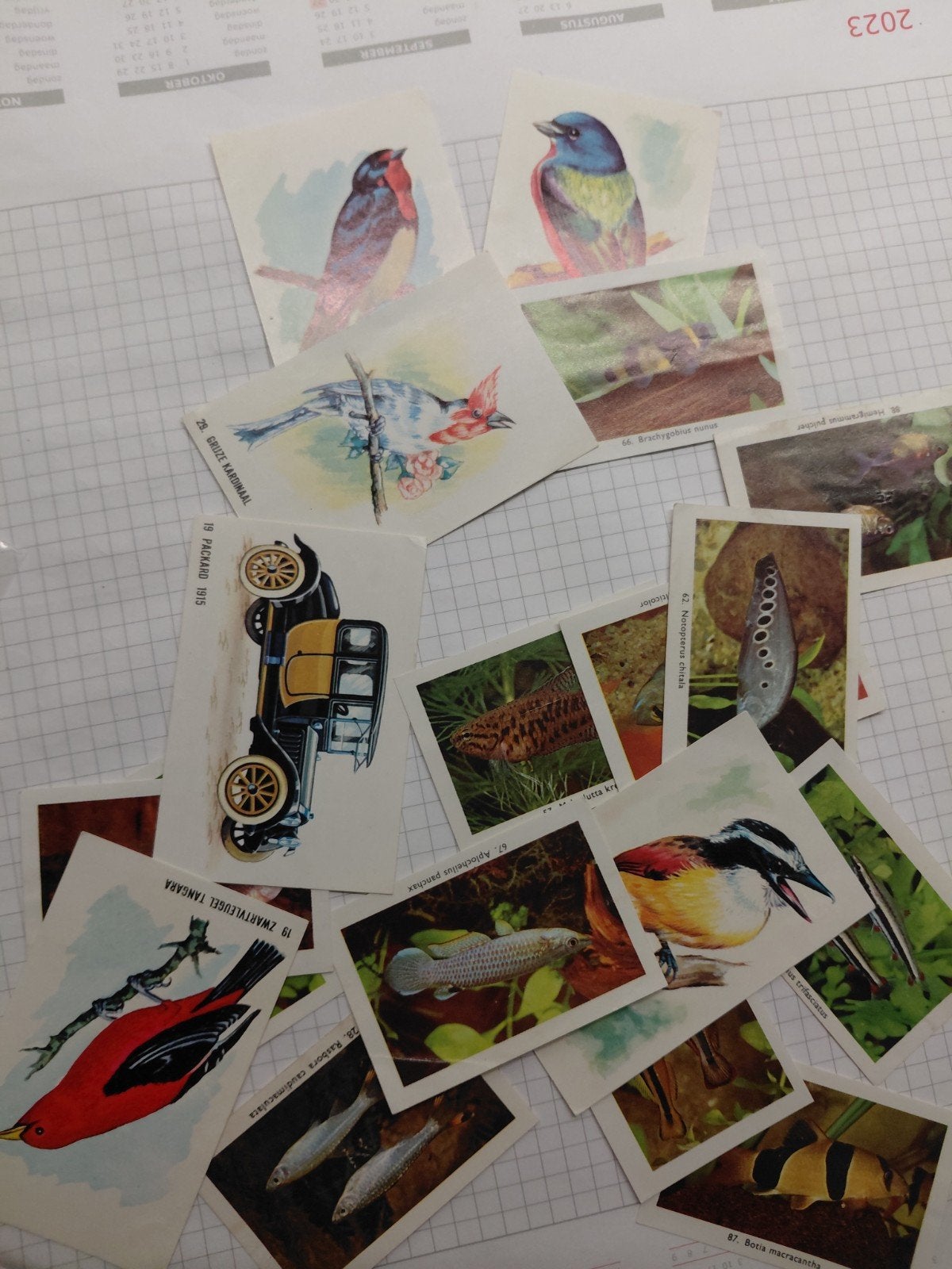 Vintage Rizla Plaatjes - Vogels, Vissen en Auto's, Ophalen of Verzenden, Gebruikt, Meerdere plaatjes