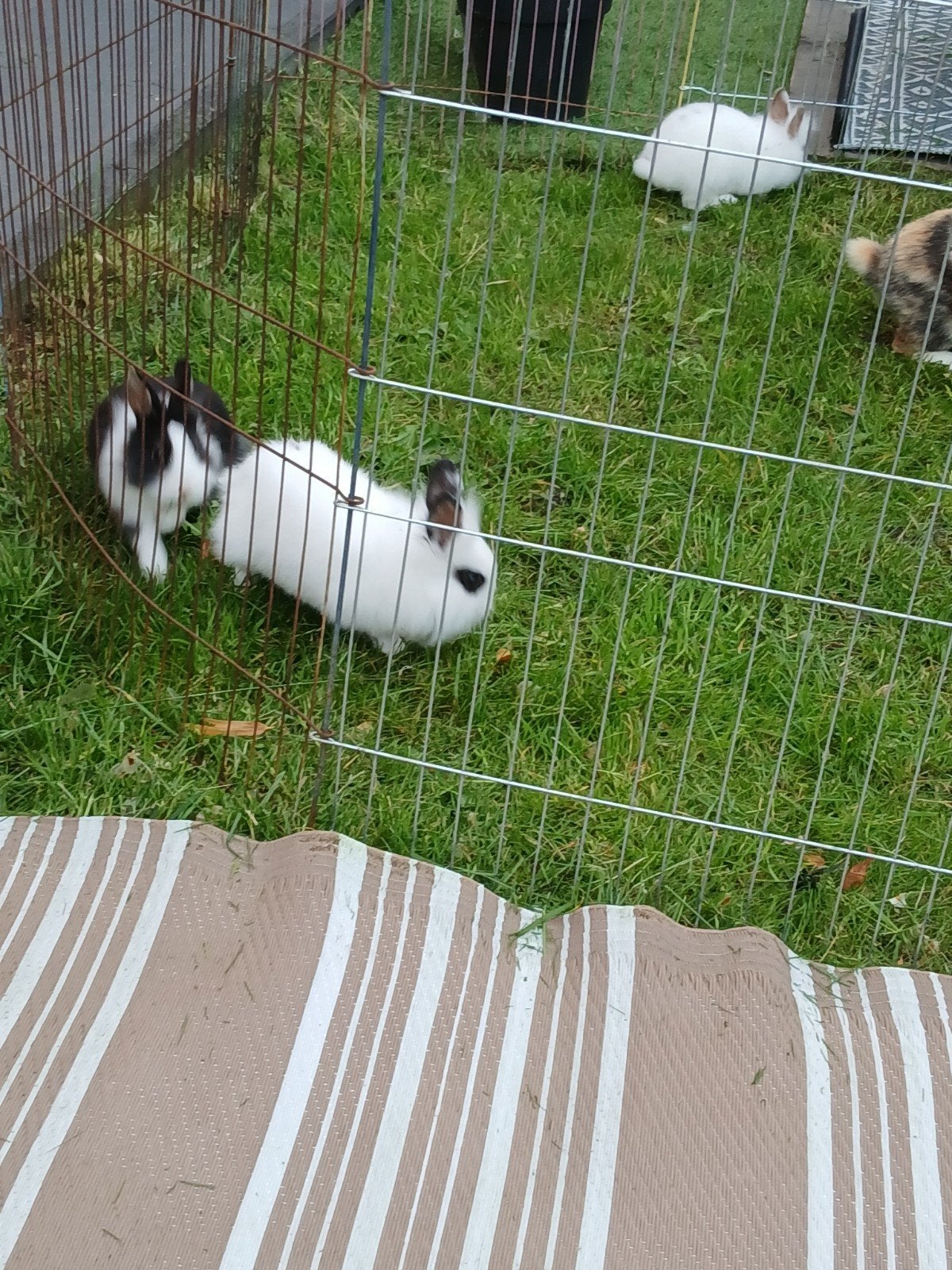 Konijntjes 4 dames gratis !!, Dieren en Toebehoren, Meerdere dieren