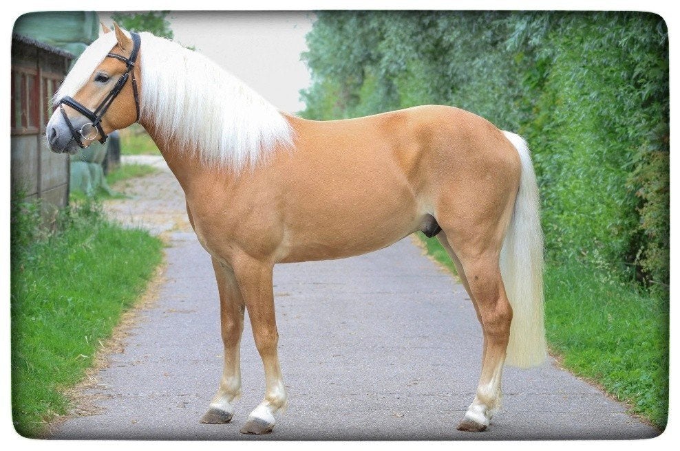 Verkocht Mooie Haflinger Ruin te koop, Hengst, Zadelmak, E pony (1.48m - 1.57m), 3 tot 6 jaar