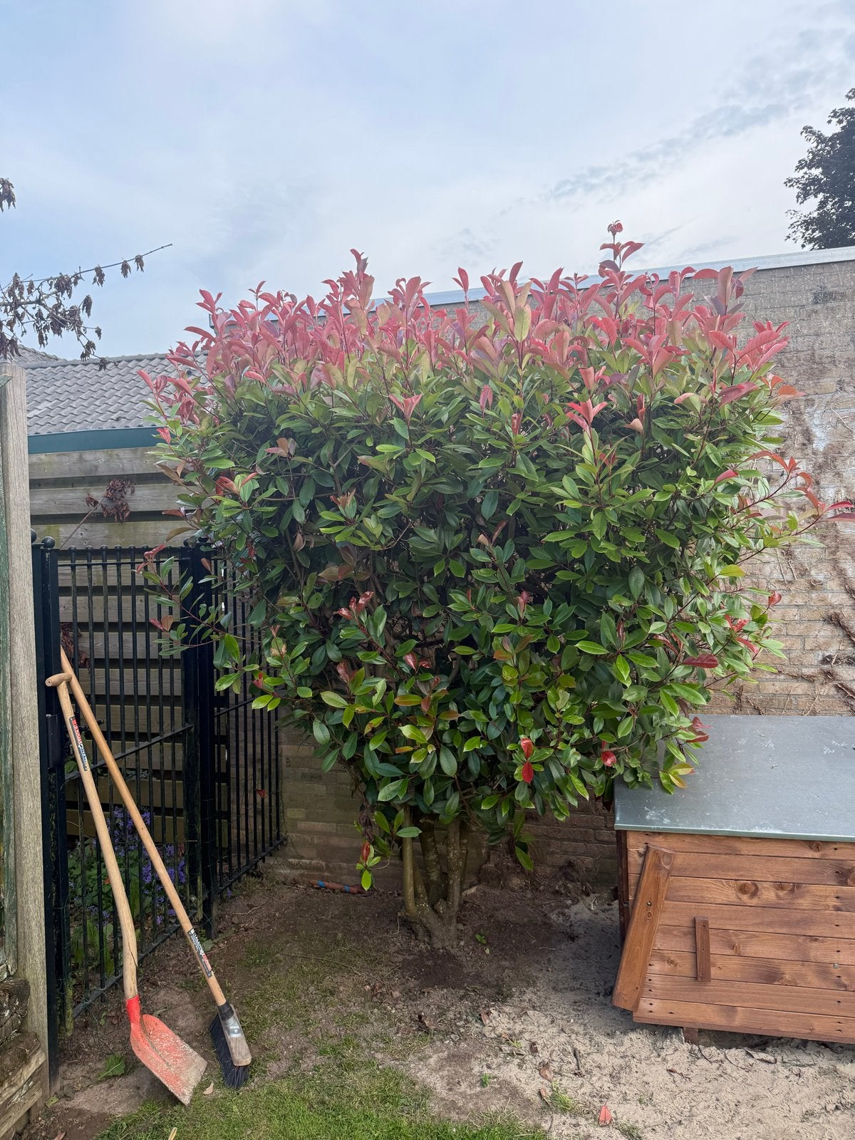 Grote Red Robin Photinia op stam, ruim 2 meter hoog, Volle zon, Vaste plant, Lente, Ophalen