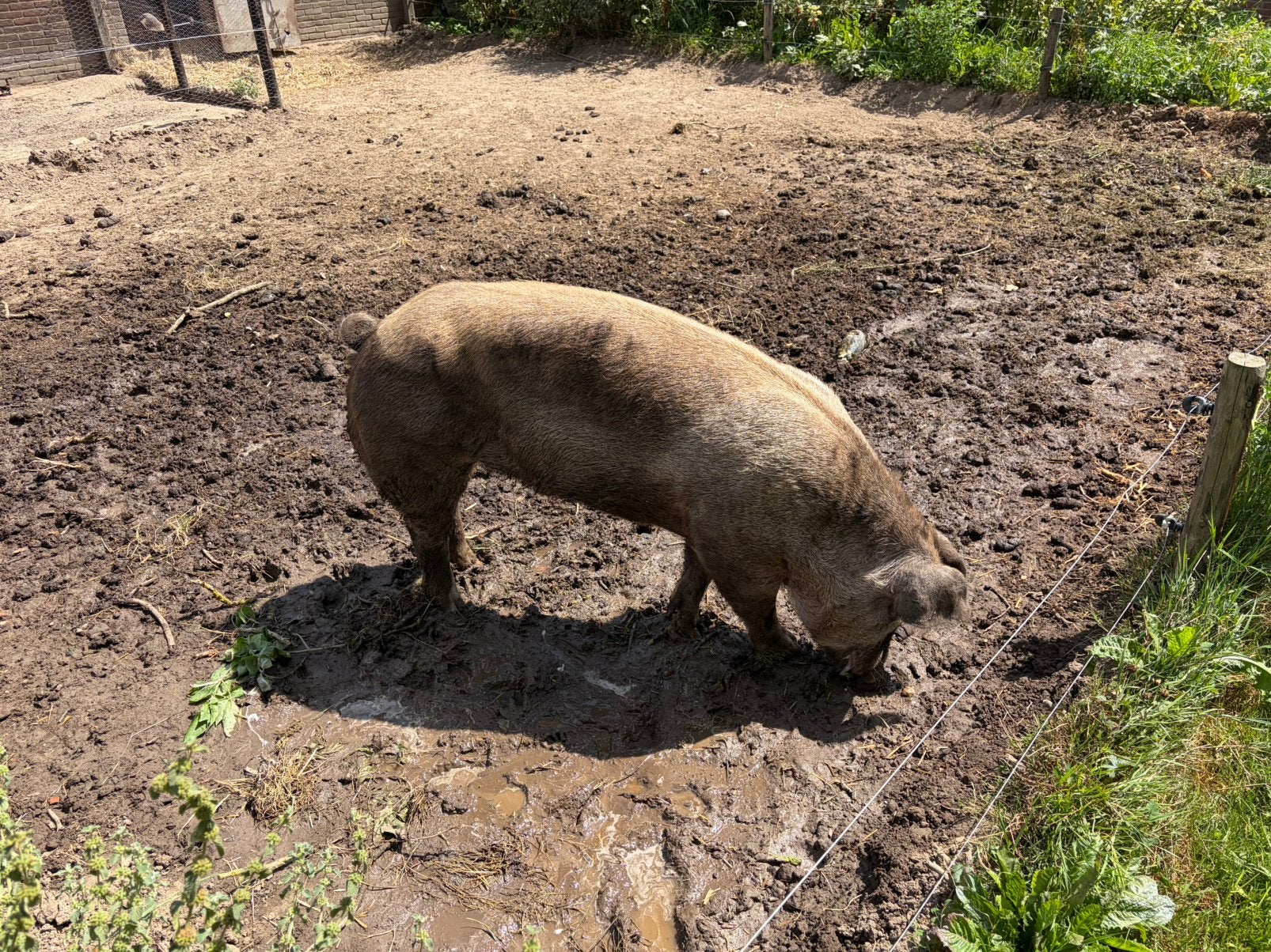 Duroc dekbeer te huur, Dieren en Toebehoren, Mannelijk, Varken, 0 tot 2 jaar