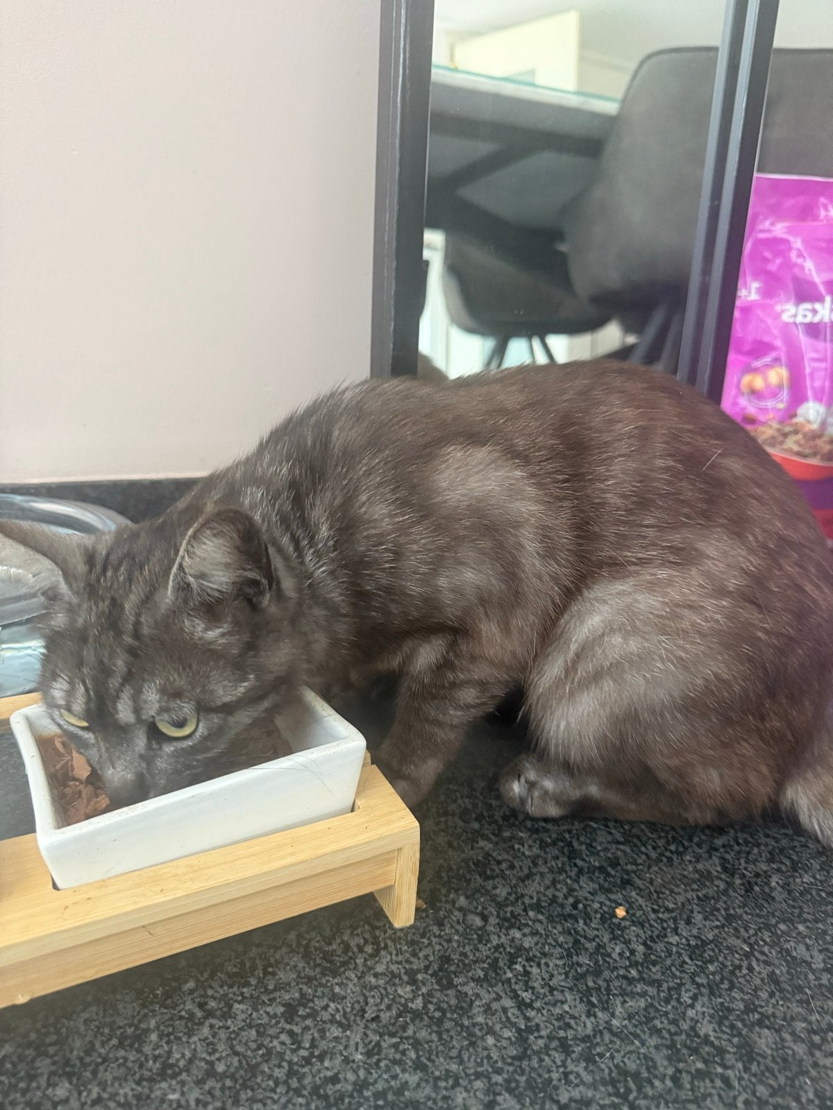 Kat kater 1 jaar oud, Kater