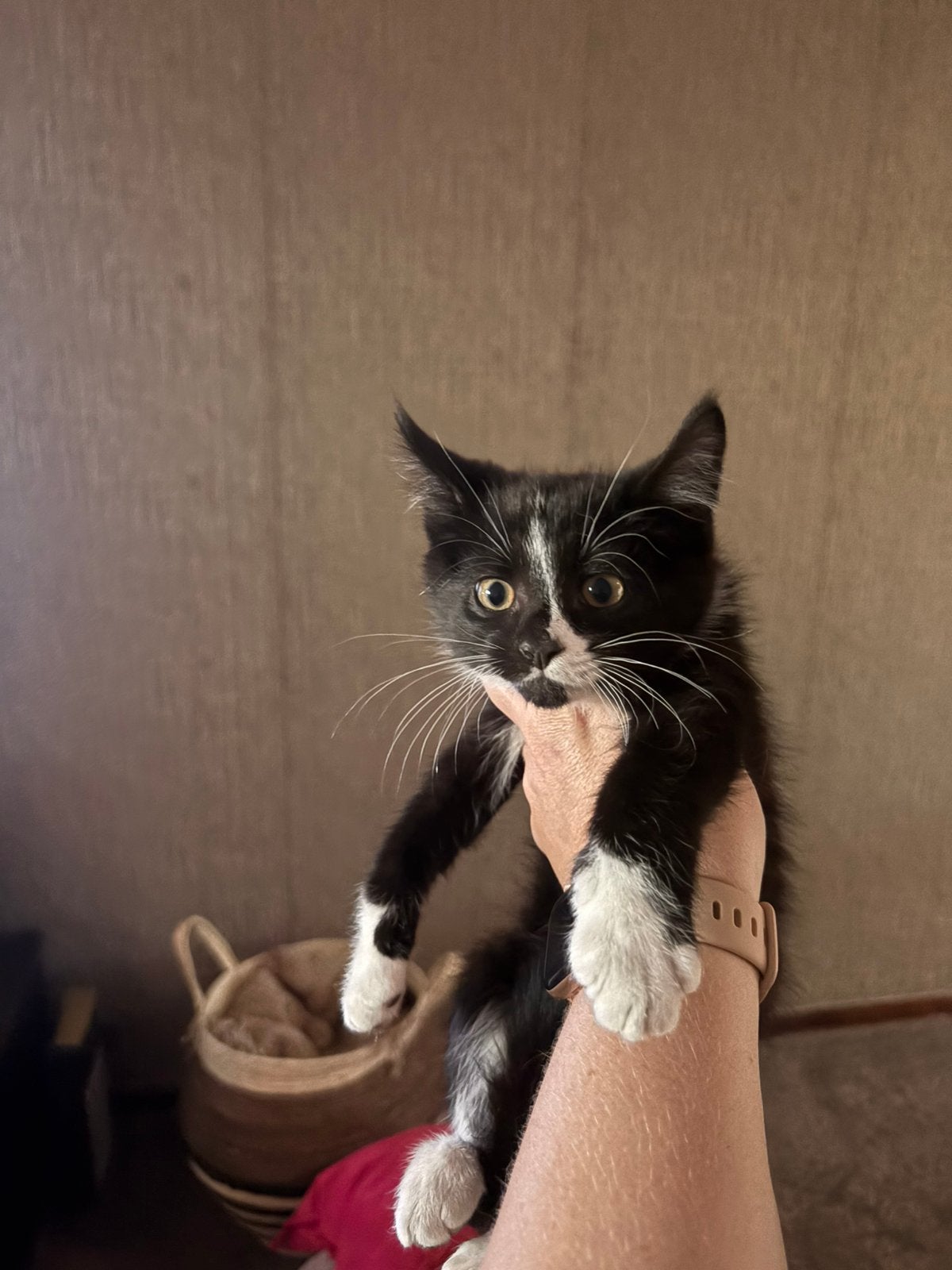 Kittens, Meerdere dieren