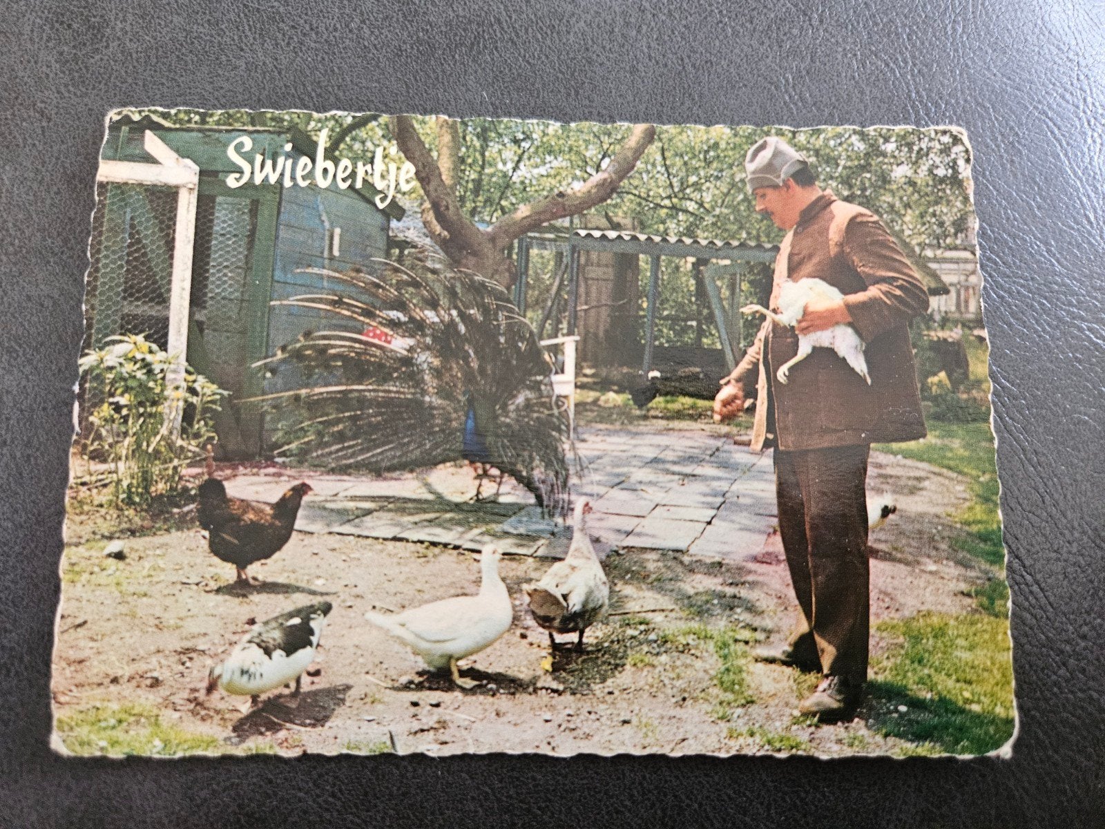 Swiebertje met pauw en pluimvee, Ophalen of Verzenden, 1960 tot 1980, Ongelopen