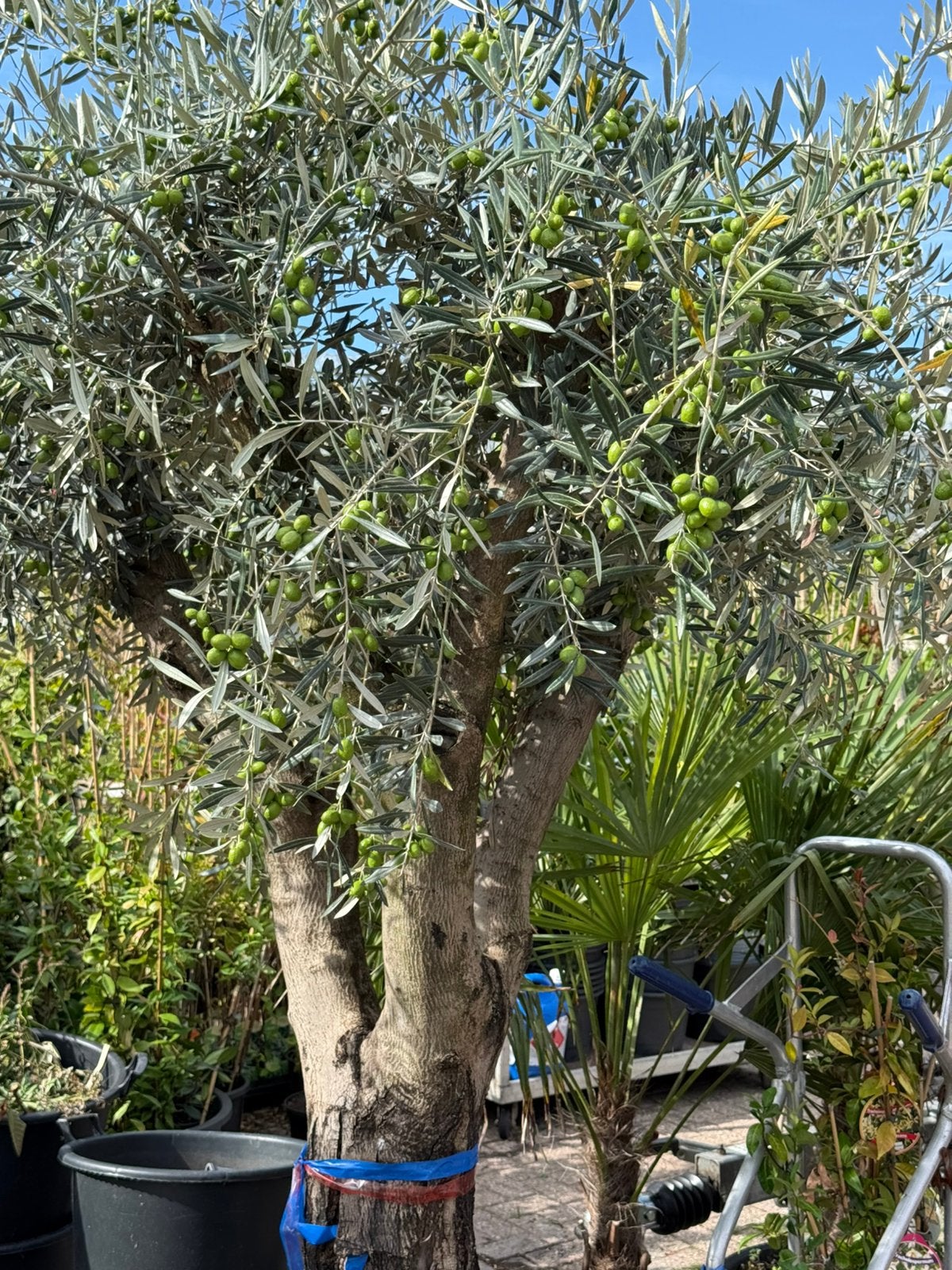 Mega grote olijf bomen en chameorops.palm vol stek nu 595.-, Bloeit niet, Overige soorten, 100 tot 250 cm, Ophalen