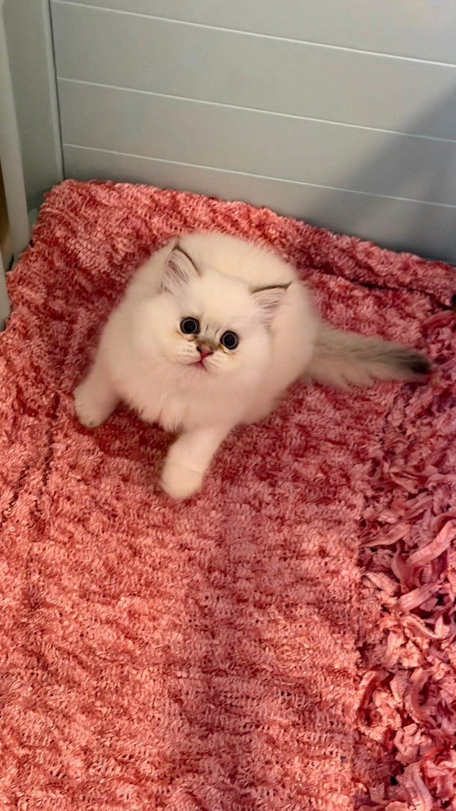 Brits kittens, Meerdere dieren, Ontwormd