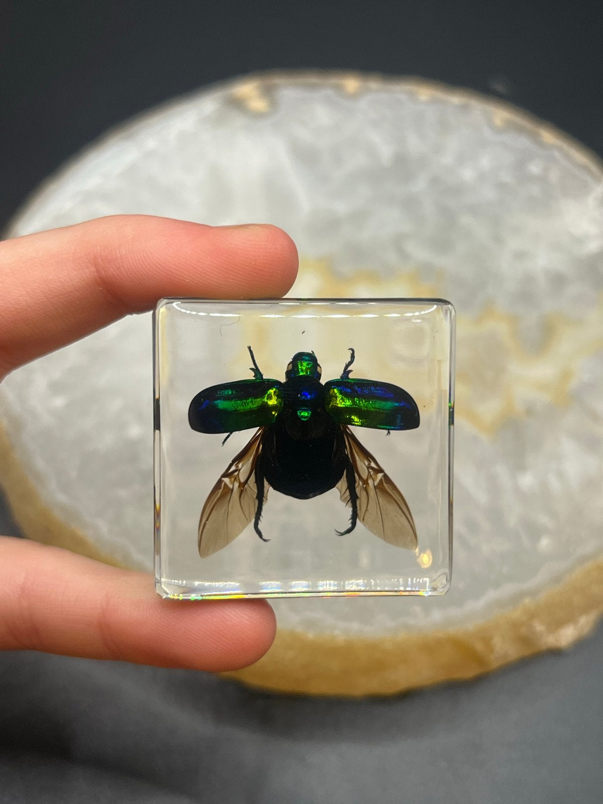 Insectenblok in Hars – Ca. 4 x 4 cm, Overige soorten