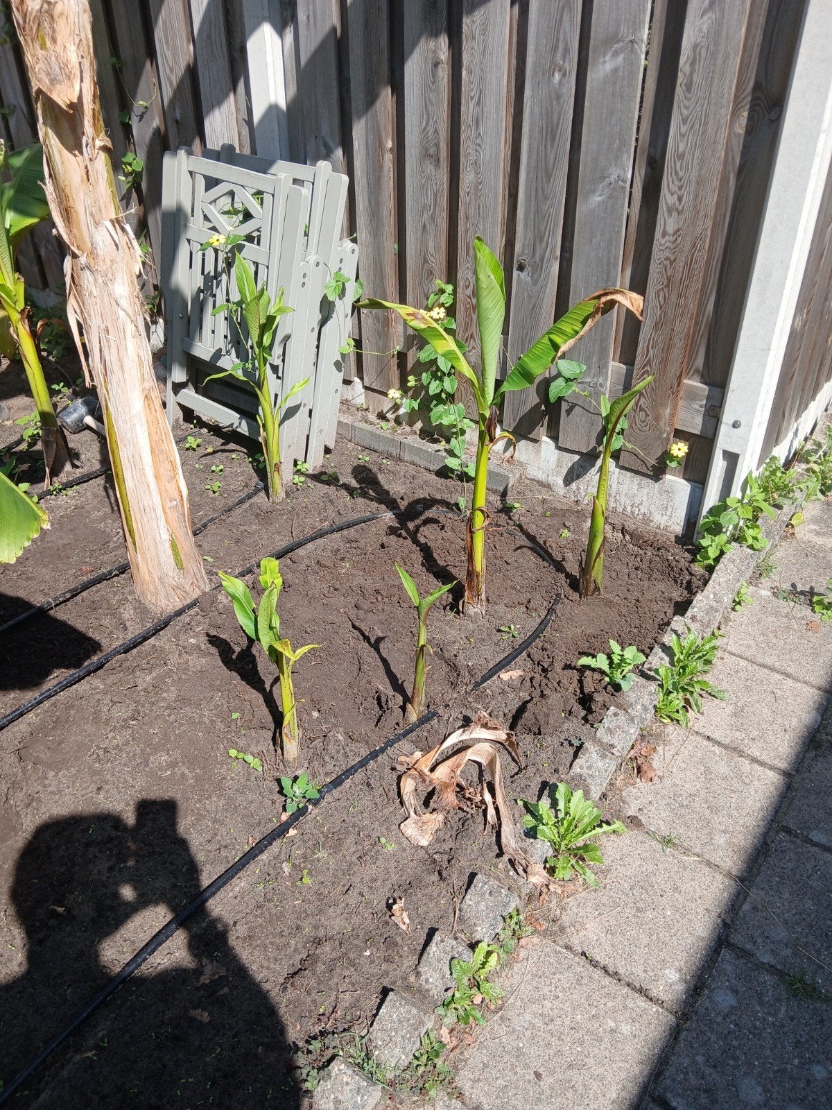 bananenplanten stekjes, Tuin en Terras, Planten | Tuinplanten, Ophalen, Vaste plant, Overige soorten, Volle zon