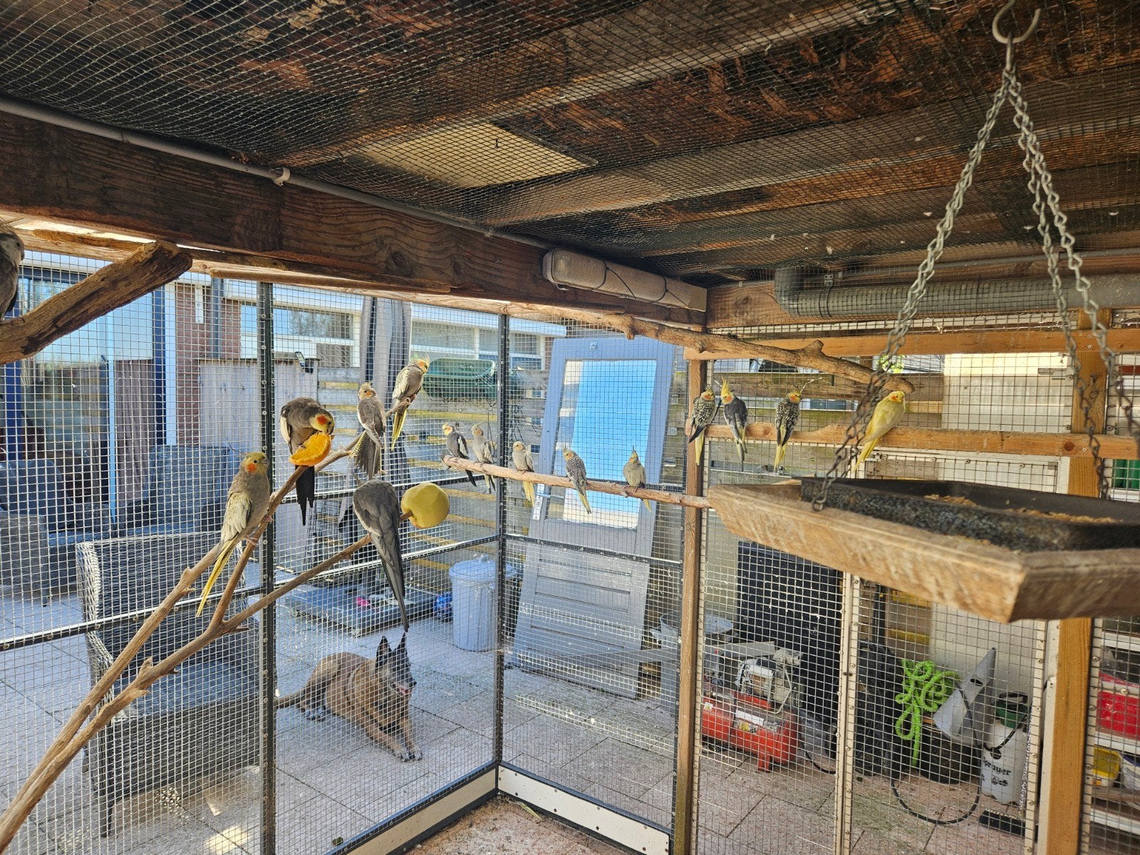 valk parkiet, Meerdere dieren, Parkiet