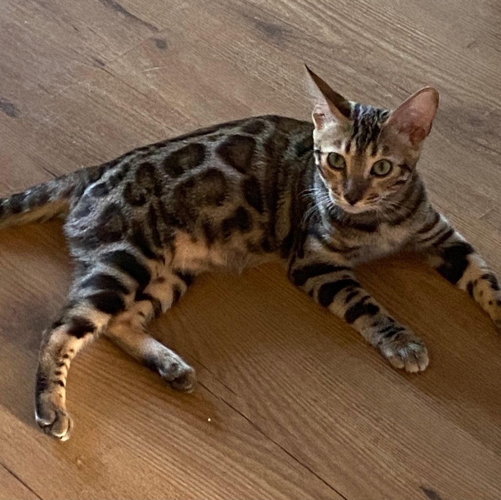 Bengaal kitten poesje met stamboom, Dieren en Toebehoren, Poes, Met stamboom, 0 tot 2 jaar