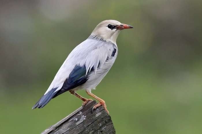 GEZOCHT Silky spreeuwen  GEZOCHT, Dieren en Toebehoren, Vogels | Overige Vogels, Meerdere dieren, Tropenvogel, Geringd