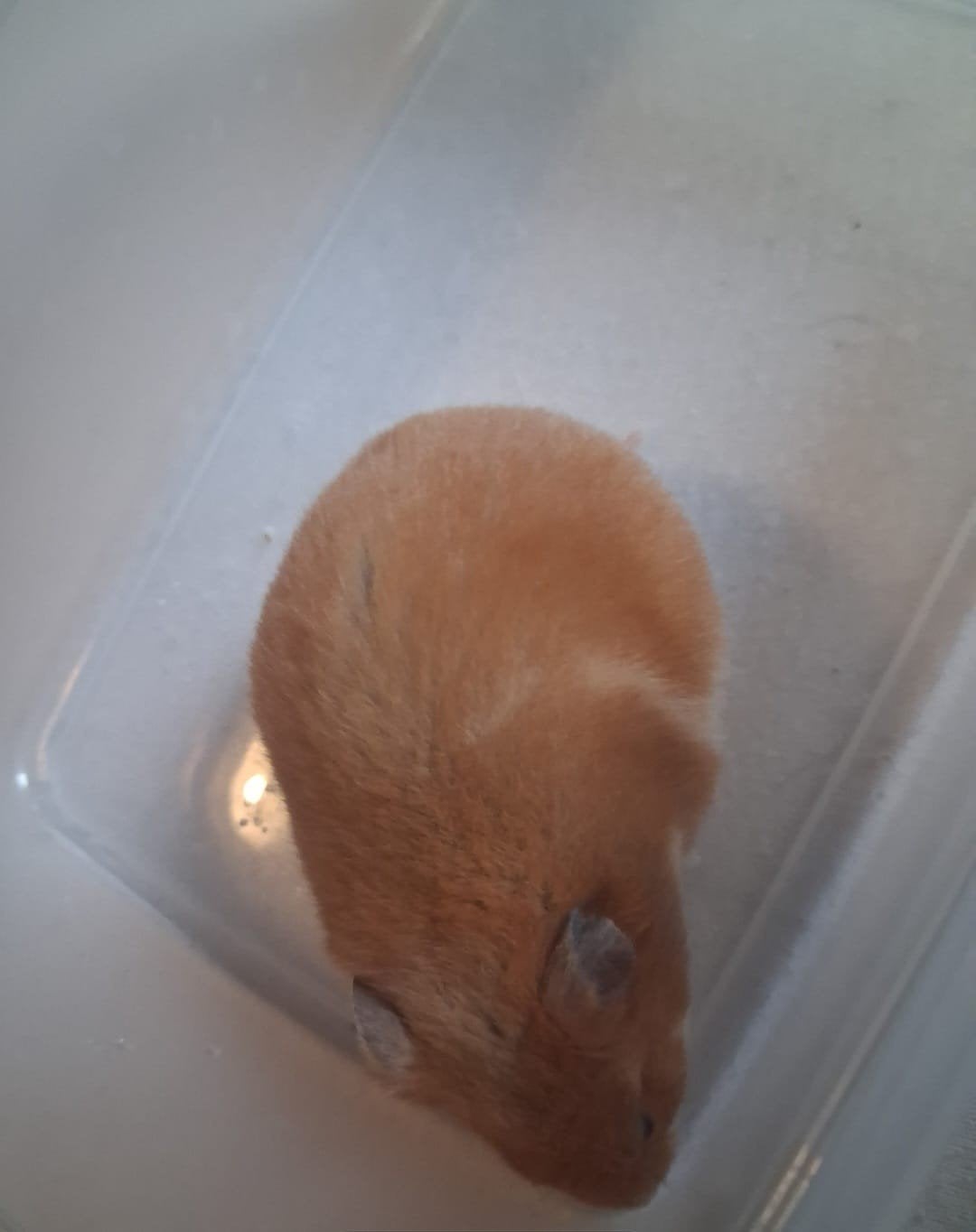 vrouwtjes hamster, Mei, Vrouwelijk, Hamster