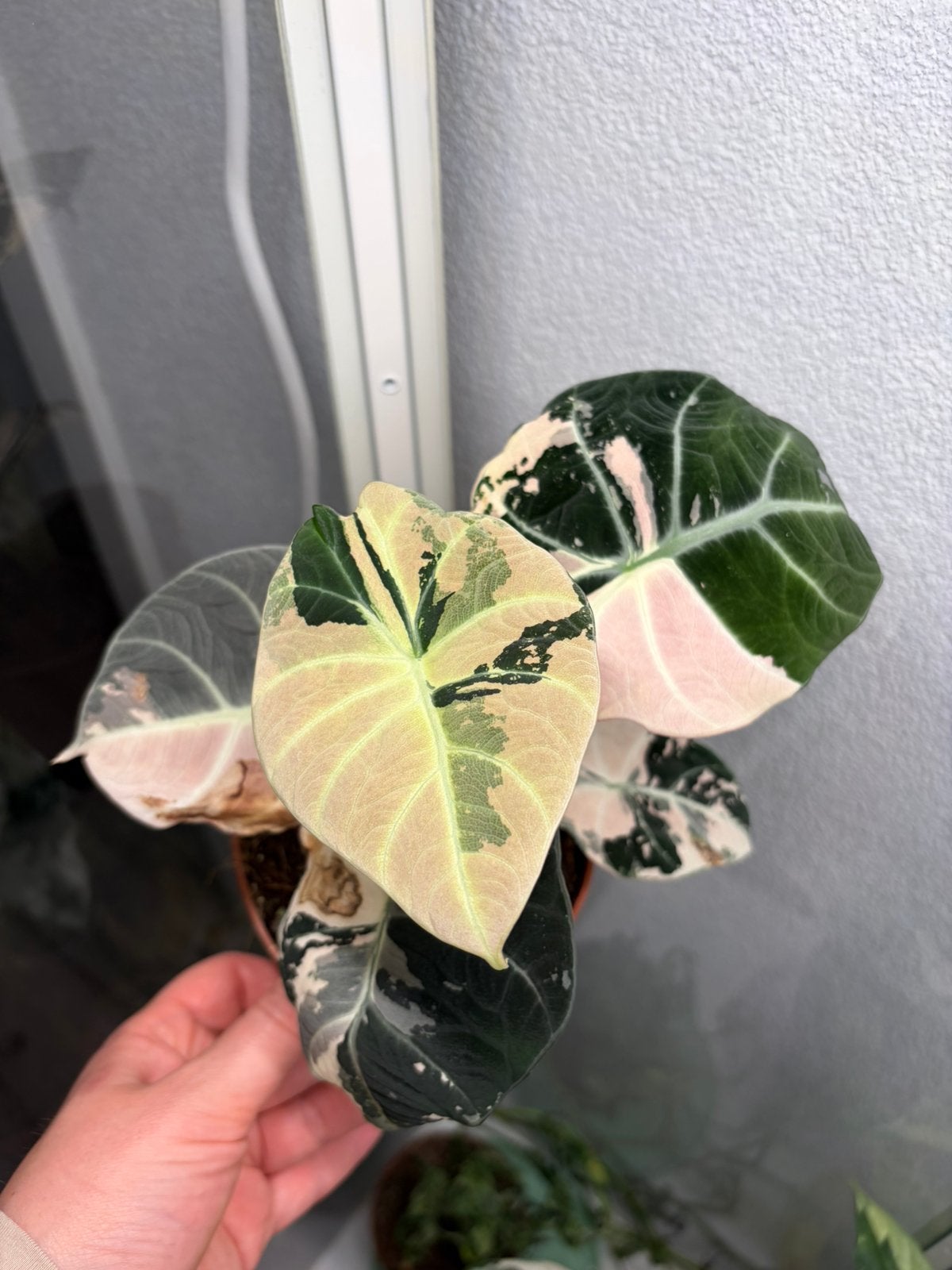 Alocasia black velvet pink variegata, Huis en Inrichting, Ophalen of Verzenden, Halfschaduw, Minder dan 100 cm