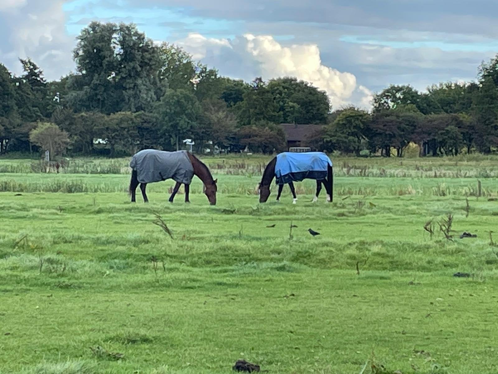 Gezocht: weidegang met (inloop)stal pensioenpaarden, Dieren en Toebehoren, Weidegang, 2 of 3 paarden of pony's