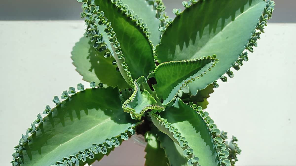 Stekjes van kalanchoe 1,00 per stuk, Ophalen, Volle zon