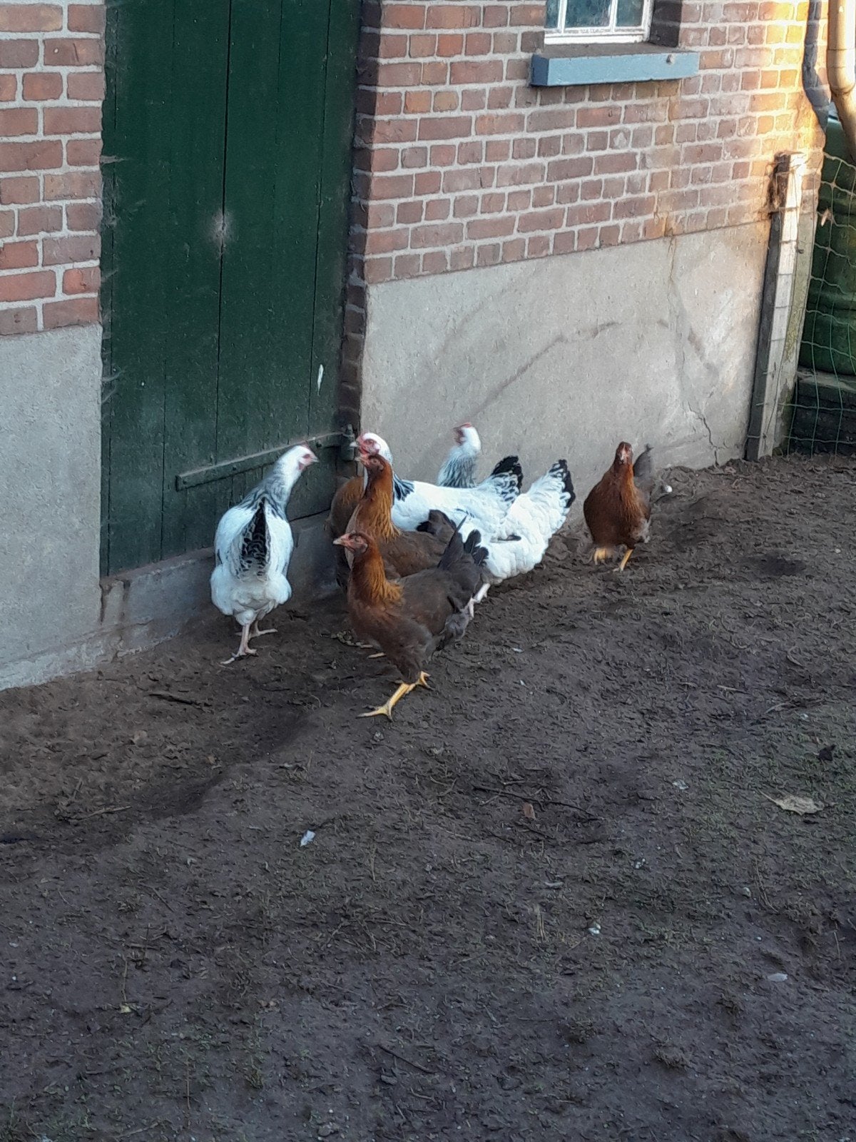 Welsumer hennen, Vrouwelijk, Kip