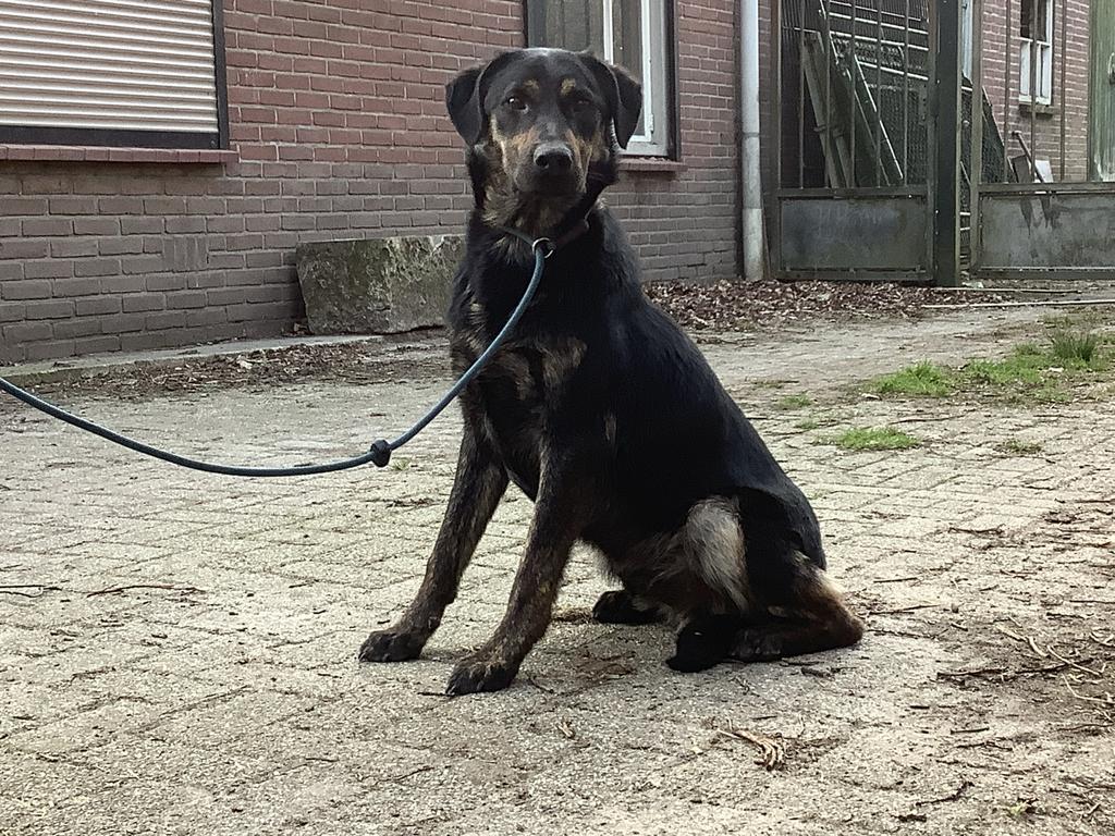 Mooie duitse herder - labrador kruising te koop., Dieren en Toebehoren, Parvo, 15 weken tot 1 jaar, Reu, Meerdere