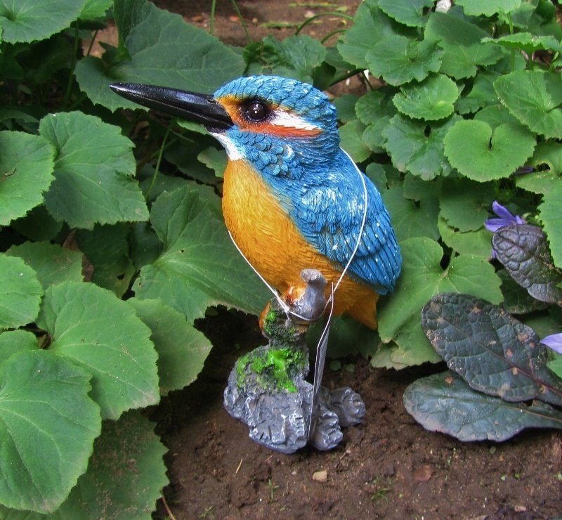 IJSVOGELTJE - THE BEAUTY, Ophalen of Verzenden, Nieuw
