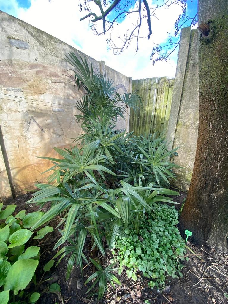 Palmbomen Trachycarpus Fortunei x  Trachycarpus Wagnerianus, Tuin en Terras, Planten | Tuinplanten, Volle zon, Vaste plant, Bloeit niet