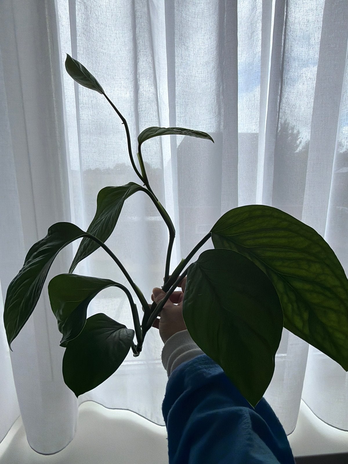 Monstera Pinnatipartita - Grote Stek, Ophalen
