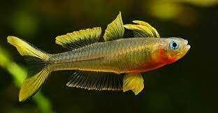 pseudomugil furcatus €2,95, ., Overige typen, Nieuw, Ophalen of Verzenden