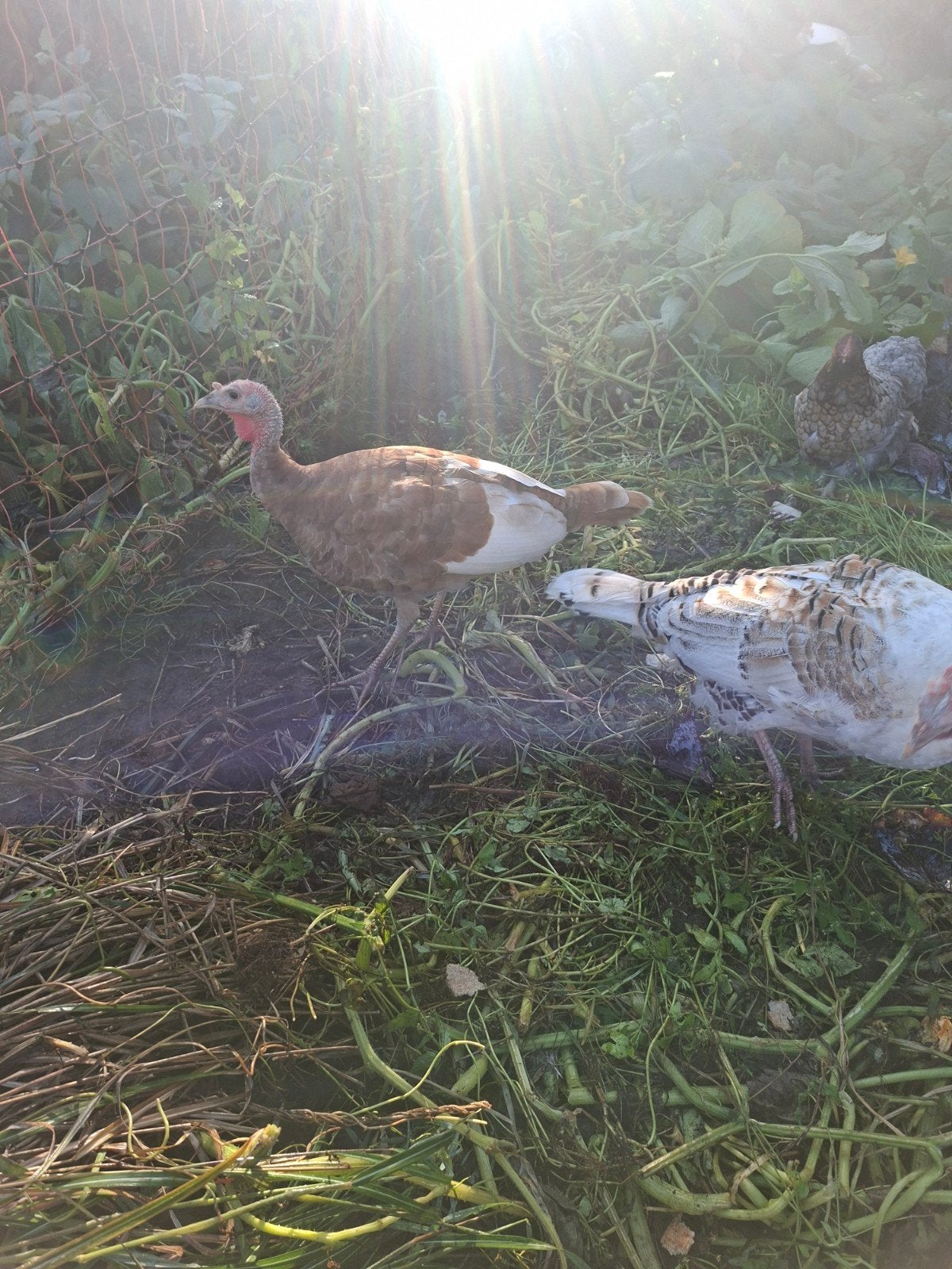 Ronquière's x Ardenner kalkoen, Dieren en Toebehoren, Pluimvee, Kalkoen