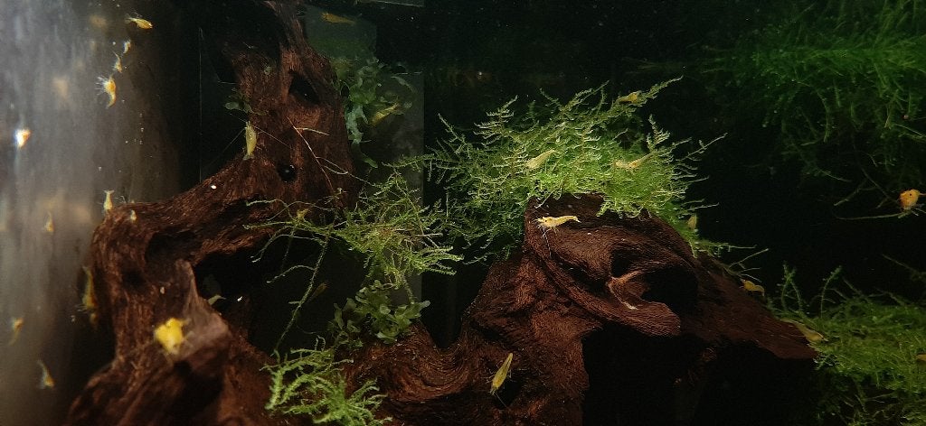 Aquarium garnalen geel Neocaridina, Kreeft, Krab of Garnaal, Zoetwatervis, Schoolvis