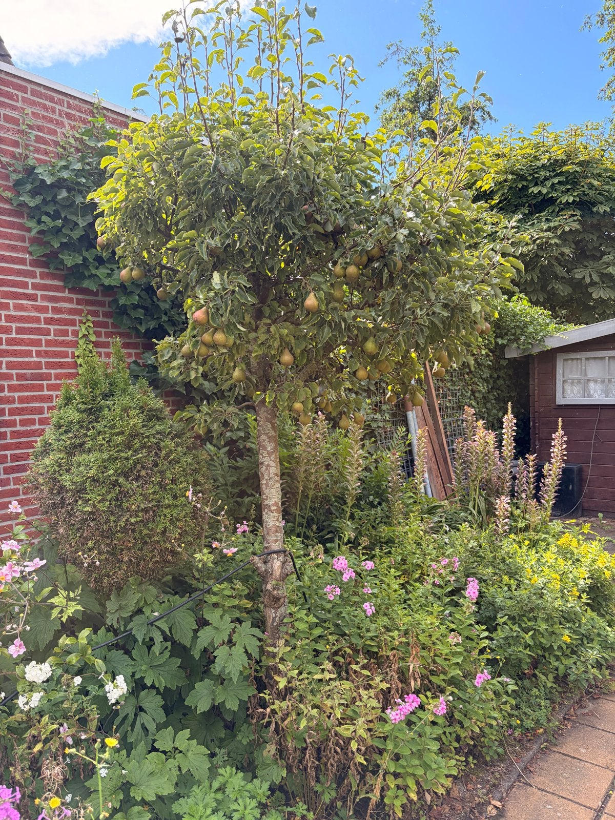 Perenboom vol met rijpe peren, Tuin en Terras, Planten | Fruitbomen, Ophalen, Lente, Volle zon, Perenboom