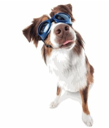 Nieuwe Doggles zonnebril voor honden XL blauw, Dieren en Toebehoren, Overige typen, Nieuw, Ophalen of Verzenden, Nvt