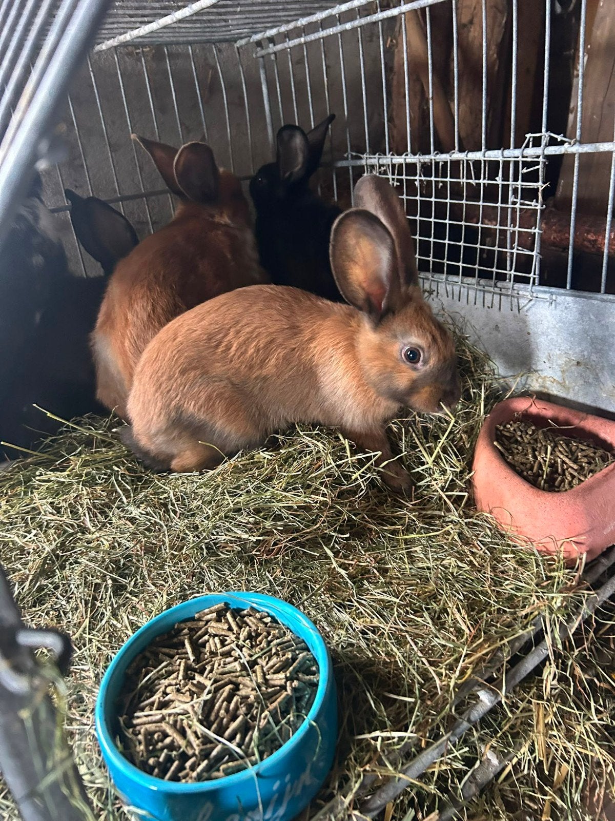 7 Jonge Konijnen, Meerdere dieren, Groot