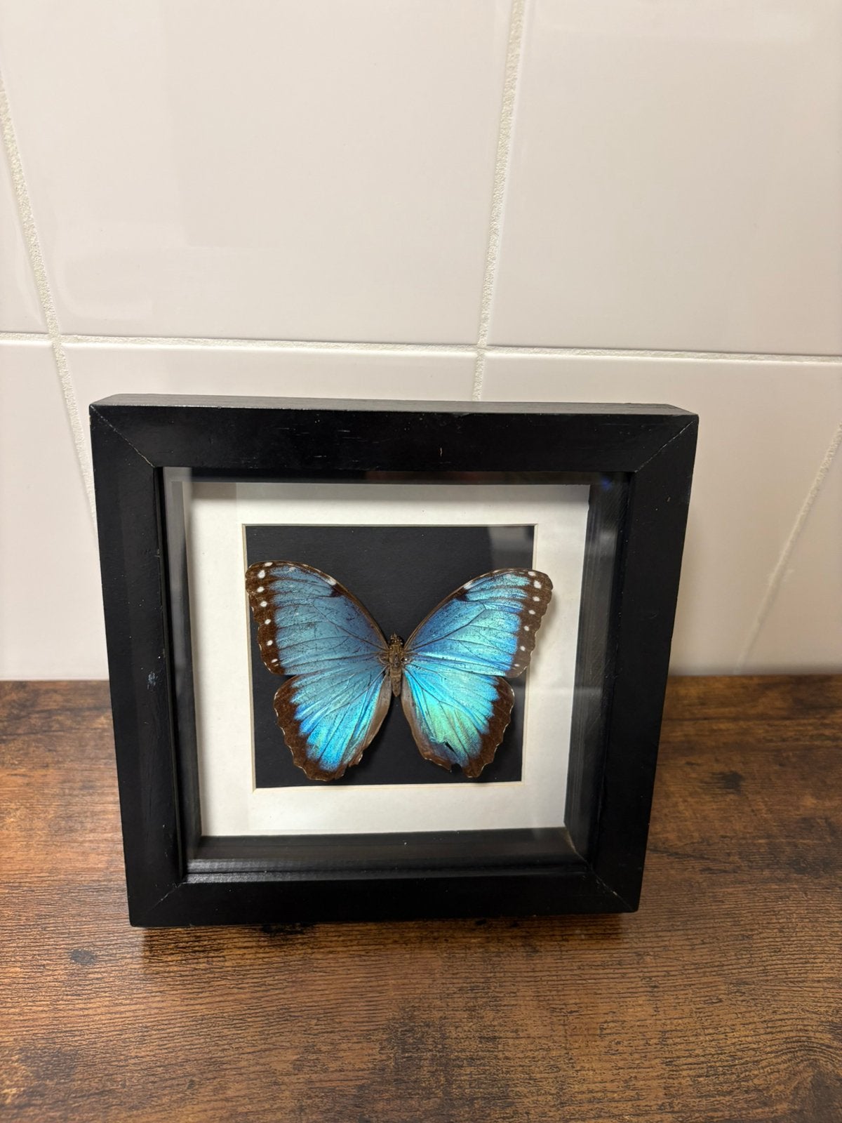 Geprepareerde vlinder in een 3d lijst, Verzamelen, Ophalen of Verzenden, Insect, Opgezet dier
