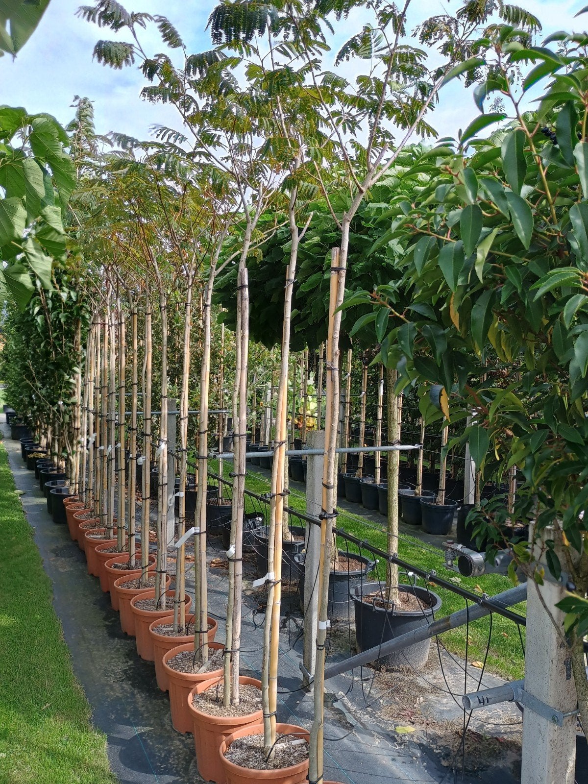 Slaapboom (Albizia julibrissin) - Prachtige exotische boom, Tuin en Terras, Overige soorten, 250 tot 400 cm, Zomer, Ophalen