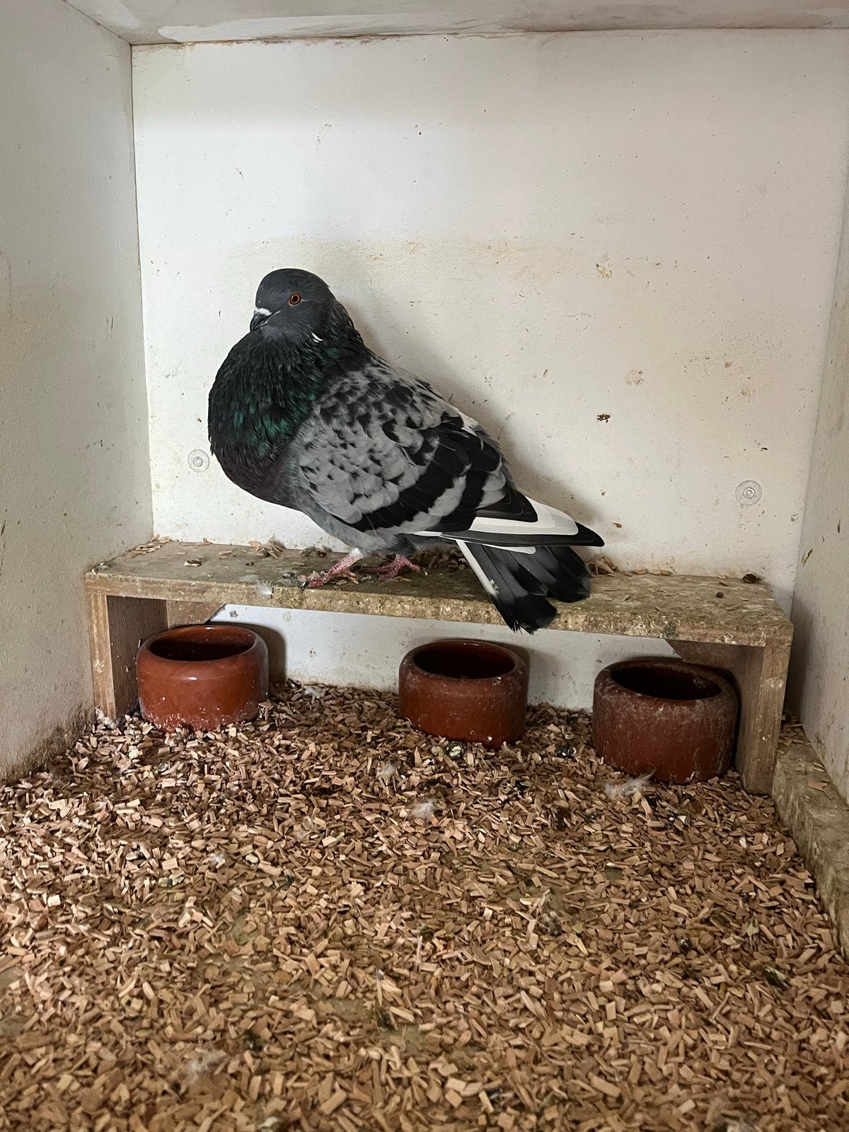 Veleno kropper duivin., Dieren en Toebehoren, Vrouwelijk, Kropper