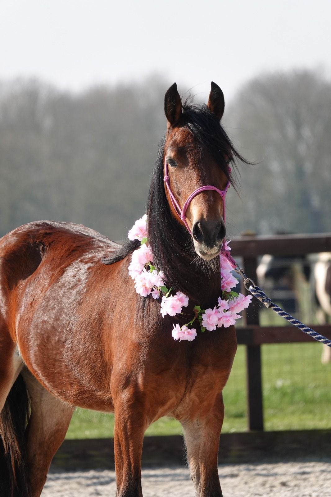 2 jarige Welsh Cob sectie C Merrie, Merrie, Met stamboom, 0 tot 2 jaar, C pony (1.27m tot 1.37m)