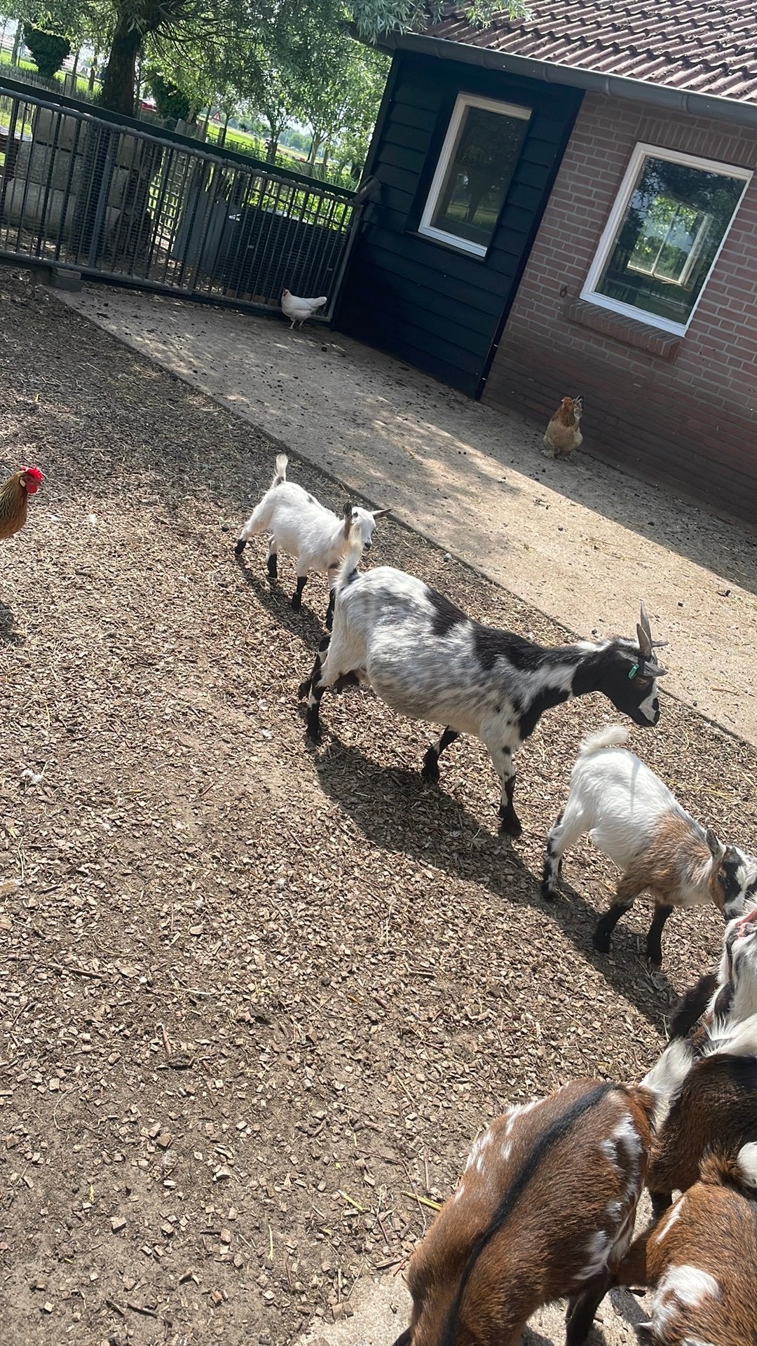 Mooi dwerggeit te koop, Dieren en Toebehoren, Vrouwelijk, Geit