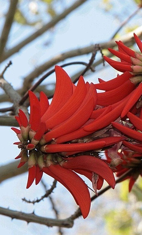 Koraalboom (Erythrina corallodendron), Ophalen of Verzenden, Overige soorten, Volle zon