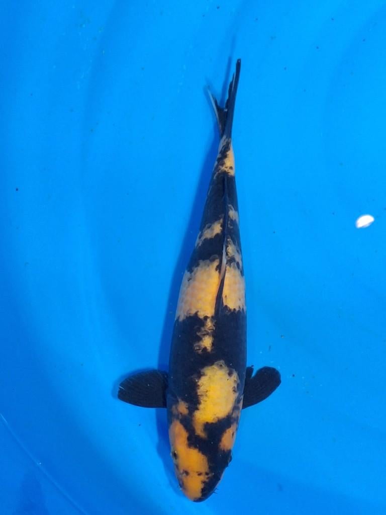 mooie ki/hi utsuri, Karper of Koi