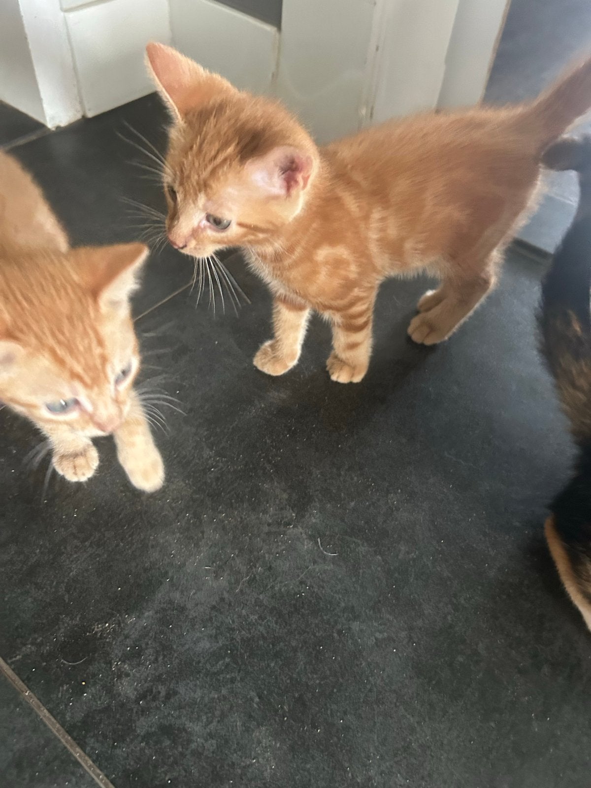 Zeer aanhankelijke knuffelkittens. Nog 3 katertjes., Meerdere dieren