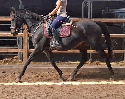 Brave 14 jr E pony/klein paard 1,57 mtr, Merrie, Minder dan 160 cm, 11 jaar of ouder, Recreatiepaard