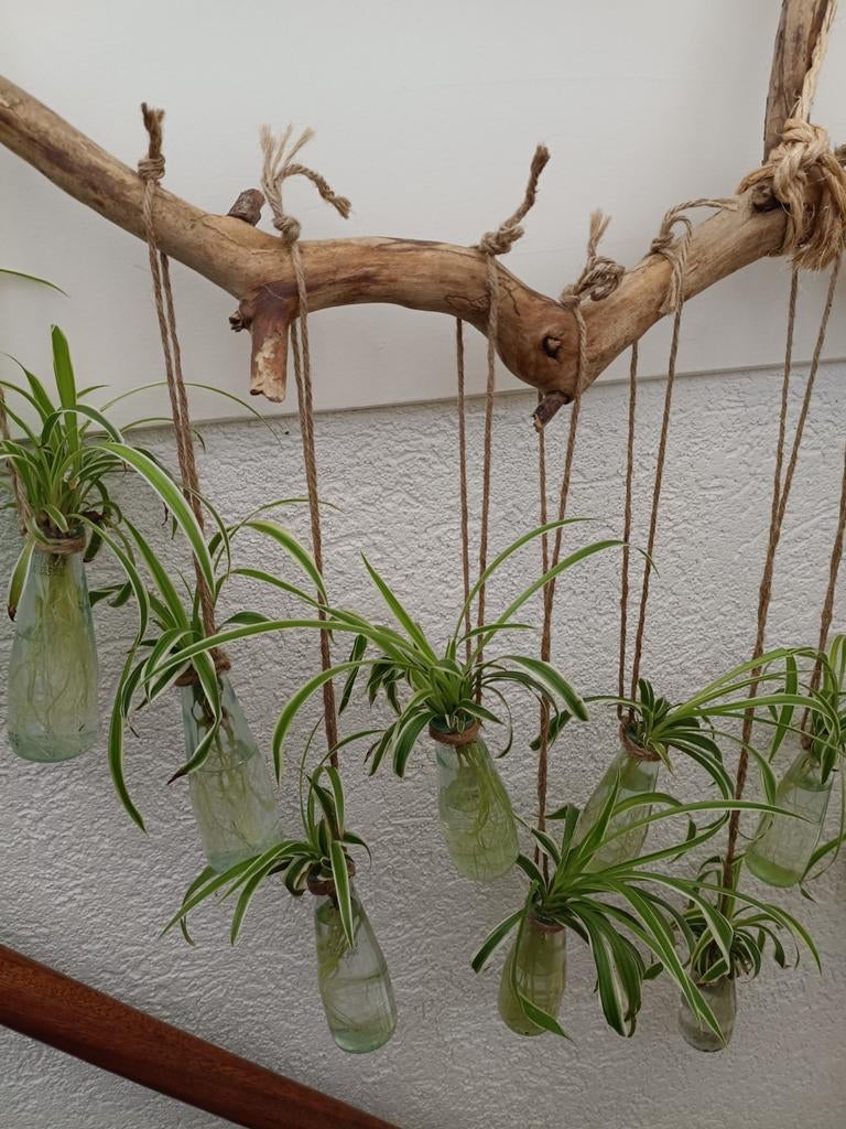 Clorophytum/ Chinees gras, stekken in flesjes., Ophalen of Verzenden, Halfschaduw, Minder dan 100 cm