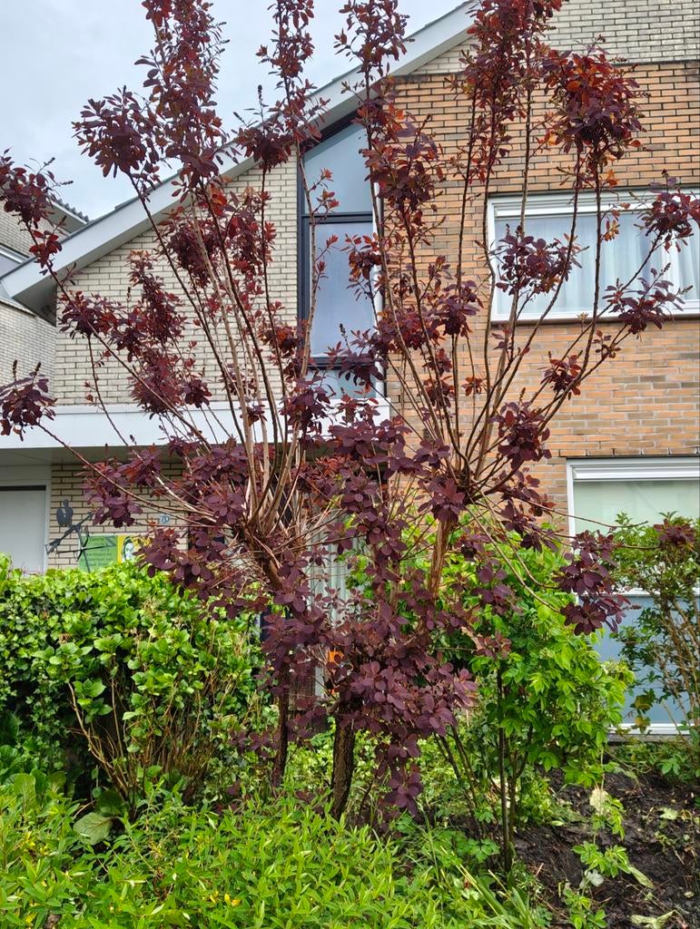 Gratis planten en bomen, Tuin en Terras, Planten | Bomen, Ophalen, Volle zon, Overige soorten