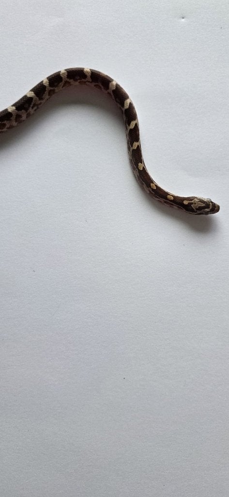 Prachtige Baby Rattenslangen (Met Bloodred-genetica) Rat Snake photo 8
