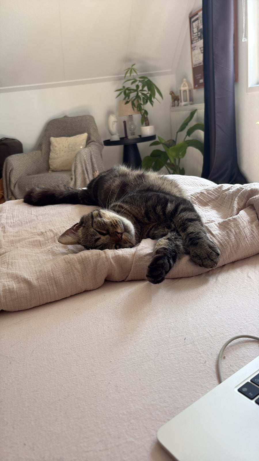 Half Perzische kater Nino (2,5 jaar), Kater, Kortharig, 3 tot 5 jaar